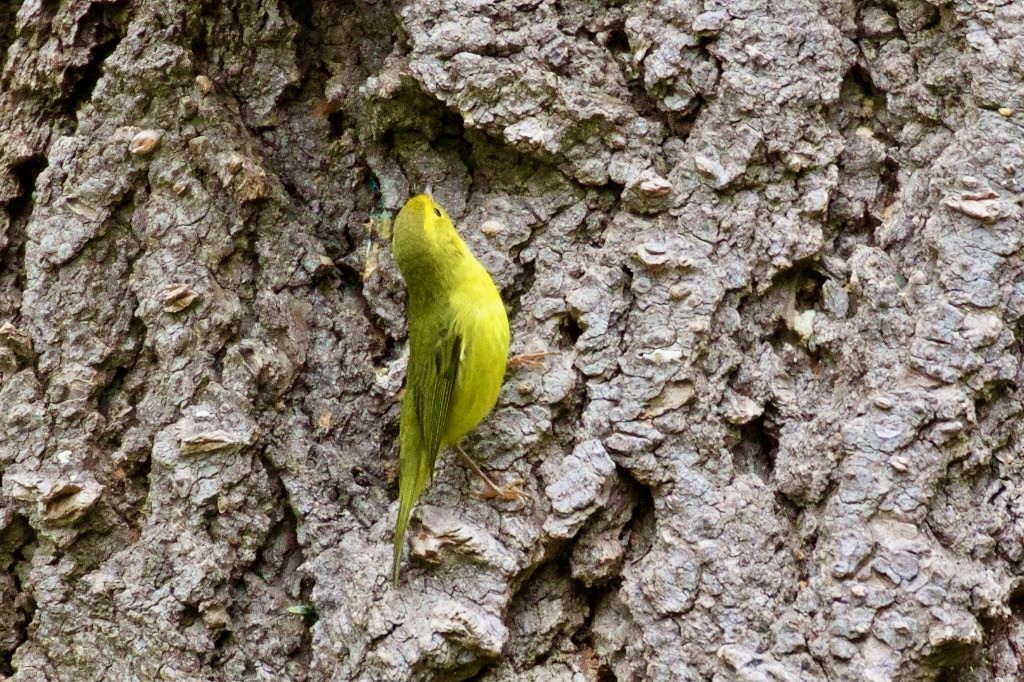 Wilson's Warbler (immature ) | Hunter Canyon | Huachuca | Sierra Vista | AZ | 2015-09-03at11-56-452 by Bettina Arrigoni is licensed under CC BY 2.0.